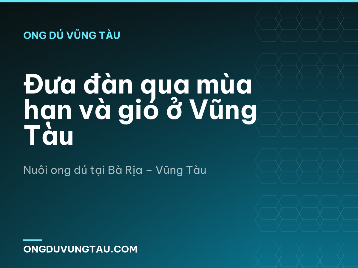 Đưa đàn qua mùa hạn và gió ở Vũng Tàu